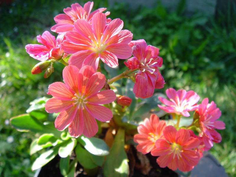 Lewisia cotyledon — formes orangées 8